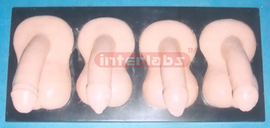 MALE NORMAL GENITAL ORGAN MODEL